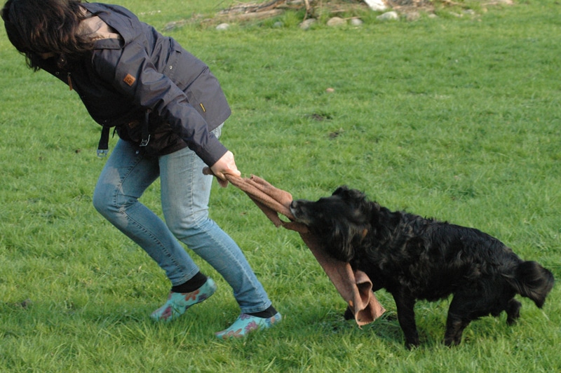 Spielmotivation Richtig spielen mit dem Hund Hundeschule boncanis